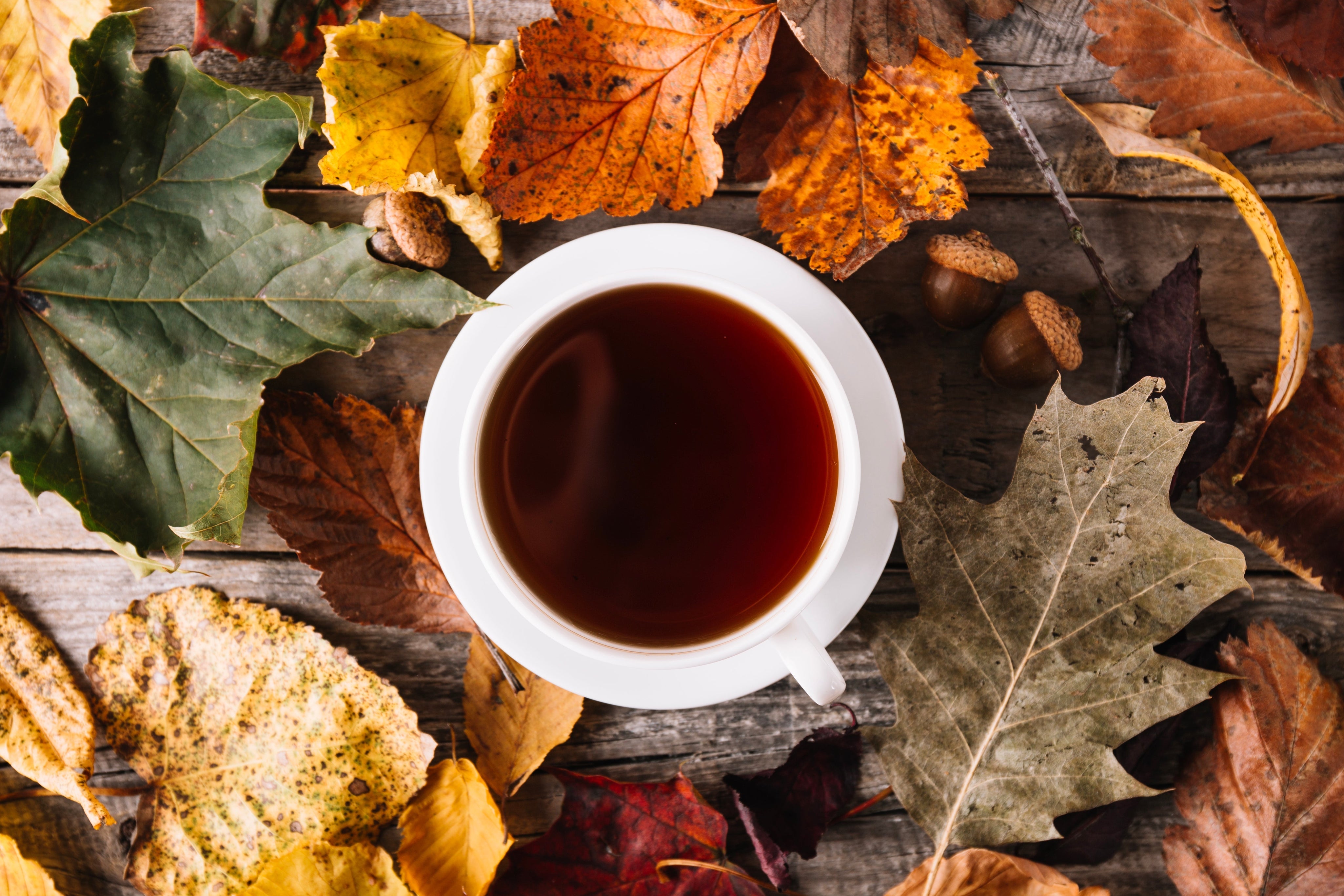 Fall Tea Spotlight