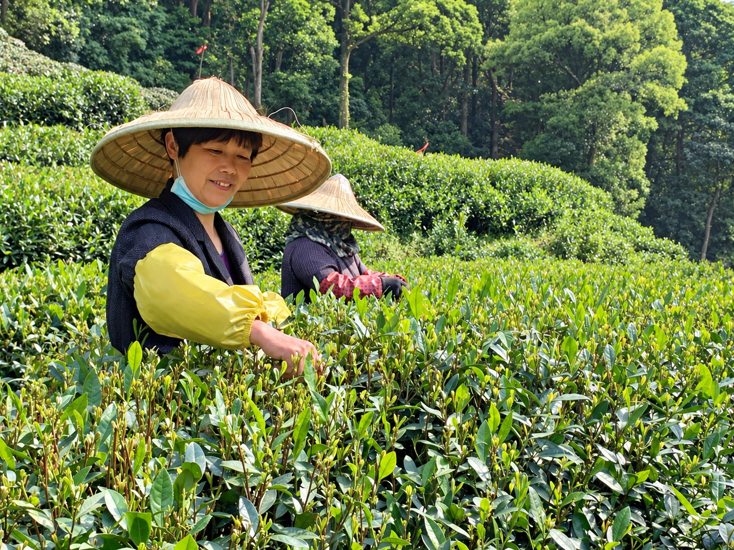 Tea_Field_China_Lady_Picking.png